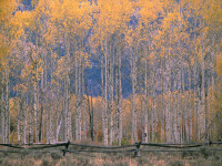 fallcolor5.jpg