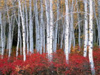 fallcolor3.jpg