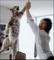 88-andy-samberg-hi-fives-a-bobcat.jpg