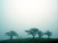 fog-1600.jpg