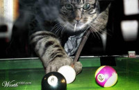 150-2008229-cat playing pool.jpg