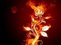 fire-flower-1600.jpg