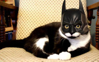 batmancat.jpg