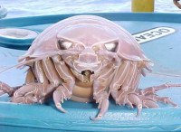 giant-isopod.jpg