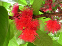 Syzygium_malaccense,_flowers.jpg