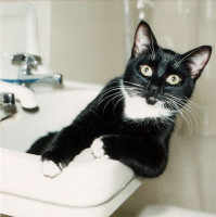 sink_cats_5.jpg