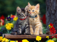 kitten_park_1024x768.jpg