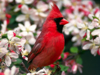 Northern_Cardinal_Male-27527-2.jpg