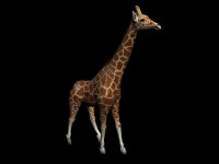 HiRes_giraffe_01.jpg