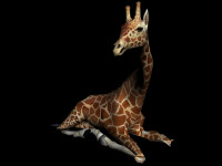 HiRes_giraffe_02.jpg