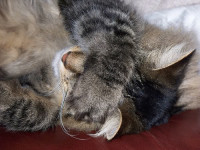 cat_FACEPALM2.jpg