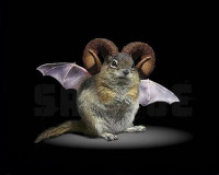 squirrel bat ram.jpg