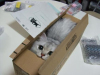 kitten-in-a-box.jpg