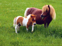 Animals_Horses__001869_1.jpg