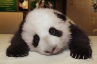 sad-panda.jpeg