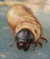 200px-Oryctes_larva.jpg