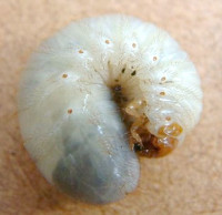 rc-larva.jpg