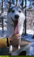 long-tongue-dog.jpg