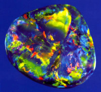 black-opal-1.jpg