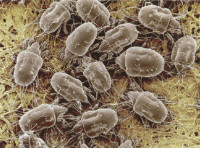 1250164041_dust_mites[1].jpg