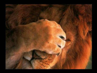 Lion_facepalm.jpg