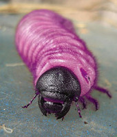 200px-Oryctes_larva.jpg