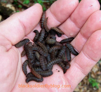 bsf-larvae-in-hand-wm.jpg