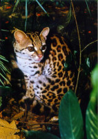 margay1.jpg