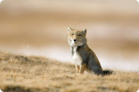 tibetan-fox1.jpg