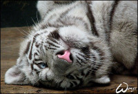 White_tiger_cub__when_I_am____by_woxys.jpg