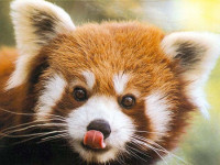 red_panda_close_up.jpg