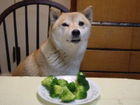 dog_broccoli.jpg