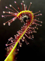 drosera.jpeg