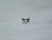 cat-in-snow.jpg