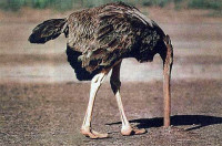 54815147_ostrich_head_in_ground_full.jpg