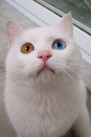 cat_with_two_different_color_eyes_01.jpg