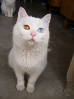 cat_with_two_different_color_eyes_03.jpg