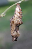 Chrysalis5504.jpg