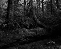 dark-forest3.jpg