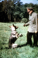 Hitler_w_Blondi_500.jpg