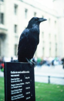 386px-corvus-corax-london.jpg