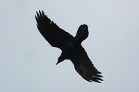 7583478_corvus_corax3.jpg