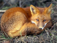 red-fox_679_600x450[1].jpg