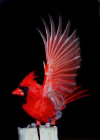 RED CARDINAL.jpg