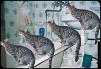 4cat -fixed.jpg