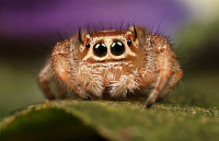 work.4827176.1.flat,550x550,075,f.cute-jumping-spider.jpg