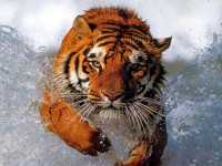 tiger in water splash-343144.jpeg