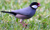 java_sparrow.jpg