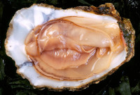 oyster-female.jpg