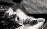 kitten-piano.jpg